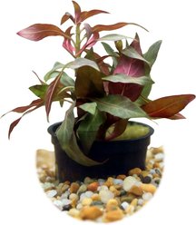 HydrOasis Ludwigia Peruensis Submerged Potted Reg Fish Plant