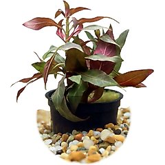 HydrOasis Ludwigia Peruensis Submerged Potted Reg Fish Plant