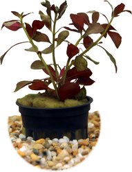 HydrOasis Dark Red Ludwigia Submerged Potted Reg Fish Plant