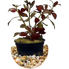 HydrOasis Dark Red Ludwigia Submerged Potted Reg Fish Plant