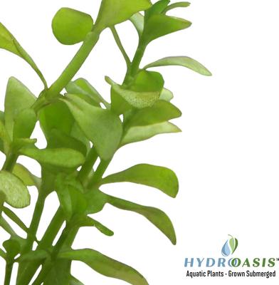 Show full view: HydrOasis Moneywort Submerged Potted Reg Fish Plant, 3 count slide 3 of 5