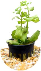 HydrOasis Wisteria Submerged Potted Reg Fish Plant