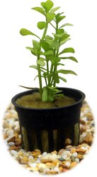 HydrOasis Moneywort Submerged Potted Reg Fish Plant