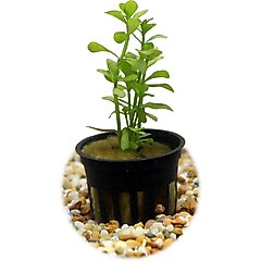 HydrOasis Moneywort Submerged Potted Reg Fish Plant