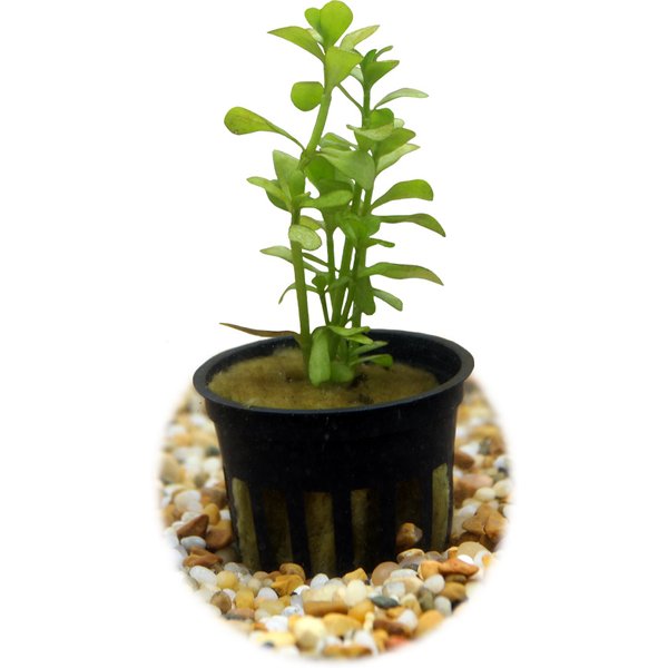 HydrOasis Moneywort Submerged Potted Reg Fish Plant
