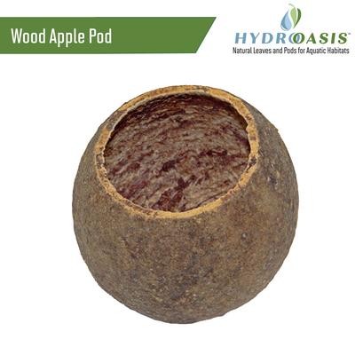 Show full view: HydrOasis Dwarf Shrimp Bundle Fish Plant slide 6 of 9