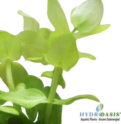 Show full view: HydrOasis Lemon Bacopa Submerged Potted Reg Fish Plant, 3 count slide 3 of 5