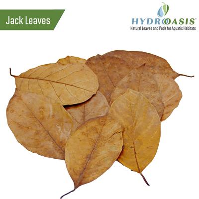 Show full view: HydrOasis Discus Bundle Fish Plant slide 6 of 7