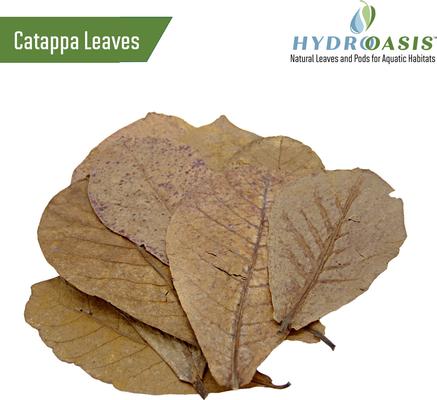 Show full view: HydrOasis Jungle Water Bundle Fish Plant slide 6 of 9