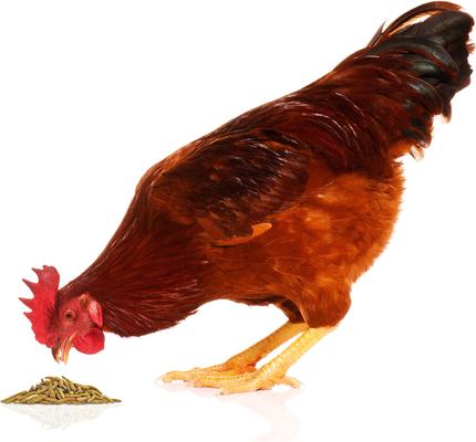 Show full view: Exotic Nutrition Grub-Worms Chicken Feed, 20-lb bag slide 8 of 9