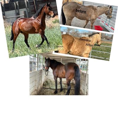 Show full view: Promega Feed Flax Equine Horse Feed, 50-lb bag slide 6 of 8