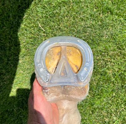 Show full view: EasyCare EasyShoe Roller Horse Shoe, Clear, Pair, Size 10 slide 5 of 9