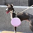 Show in main carousel: ZEZE Collapsible Silicone Dog Bowl, Purple, 3-cup slide 6 of 7