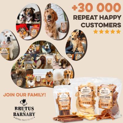 Show full view: Brutus & Barnaby 12-Inch Single Ingredient High Protein & Rawhide-Free Bully Sticks Dog Chews, 2 count slide 7 of 8