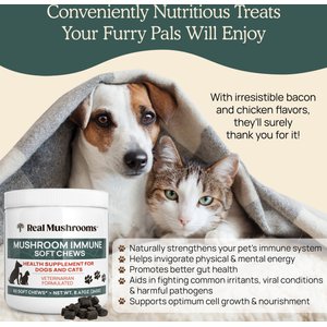 Real Mushrooms Mushroom Immune Chews Supplement for Dogs & Cats, 60 count