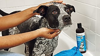 Soothing Grooming Products