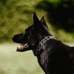 Herm Sprenger ULTRA-PLUS Dog Training Collar with Center Plate & Assembly Chain with 2 Rings, Fine slide 2 of 3