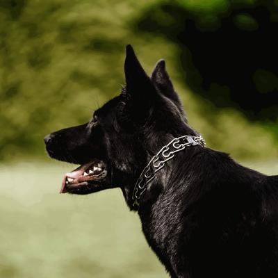 Show full view: Herm Sprenger ULTRA-PLUS Dog Training Collar with Center Plate & Assembly Chain with 2 Rings, Medium slide 3 of 4