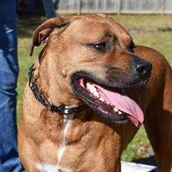 Herm Sprenger Stainless Steel Short Middle Links Dog Collar Accessory, Black, 3.0-mm slide 2 of 4