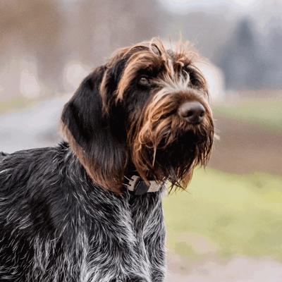 Show full view: Herm Sprenger Stainless Steel Ultra-Plus ClicLock Prong Dog Training Collar, Chrome, 18-in neck, 3.2-mm wide slide 3 of 5