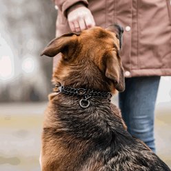 Herm Sprenger ULTRA-PLUS Prong Training Collar with Assembly Chain & ClicLock, Black Stainless, Short Links slide 2 of 4