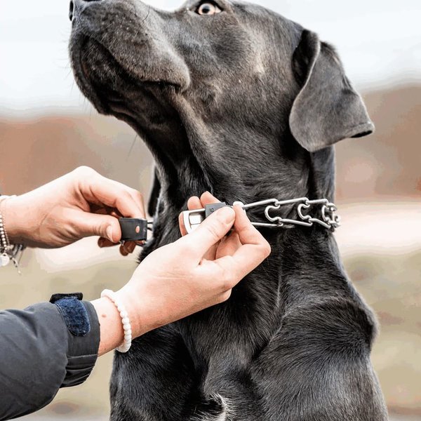 Herm Sprenger Stainless Steel Prong Collar ClicLock Dog Collar Accessory