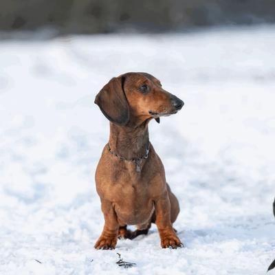 Show full view: Herm Sprenger Stainless Steel Micro Adjustable Training Chain Dog Collar, Black, 12-in neck, 2-mm wide slide 5 of 7