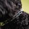Show in main carousel: Herm Sprenger Micro-Plus Prong Dog Training Collar, Chrome, 10-in neck, 1.5-mm wide slide 4 of 6