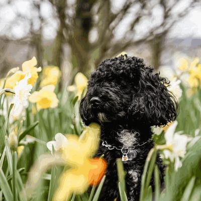 Show full view: Herm Sprenger Stainless Steel Micro Adjustable Training Chain Dog Collar, Chrome, 12-in neck, 2-mm wide slide 2 of 8