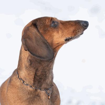 Show full view: Herm Sprenger Stainless Steel Micro Adjustable Training Chain Dog Collar, Black, 12-in neck, 2-mm wide slide 2 of 7