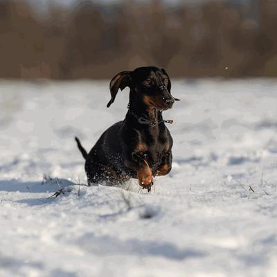 Show full view: Herm Sprenger Stainless Steel Micro Adjustable Training Chain Dog Collar, Black, 12-in neck, 2-mm wide slide 6 of 7