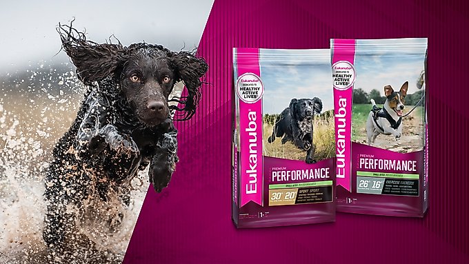 cheapest eukanuba dog food