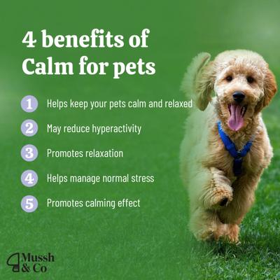 Show full view: Hemp Heros Mussh & Co Calm Reishi Mushroom Liquid Supplement for Dogs & Cats, 1.69-fl oz bottle slide 4 of 8