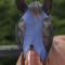 Show in main carousel: WeatherBeeta Deluxe Stretch Bug Eye Saver Horse Fly Mask with Ears, Navy/Black, Pony slide 2 of 3