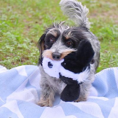 Show full view: The Weens Einstein Respect The Hawk Tough Dog Ball slide 2 of 4