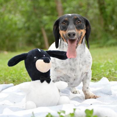 Show full view: The Weens Meatball Mr. Meaty Tough Dog Ball slide 2 of 3