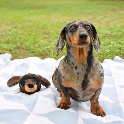 Show full view: The Weens Bandit El Bandido Tough Dog Ball slide 2 of 3