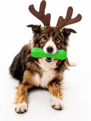 Show full view: Playology Holiday Turkey Scented Squeaky Chew Stick Dog Toy, Green, Medium slide 3 of 7