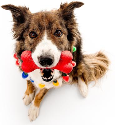 Show full view: Playology Christmas Holiday Gravy Scented Dual Layer Bone Dog Toy, Red, Small 2-Pack slide 3 of 6