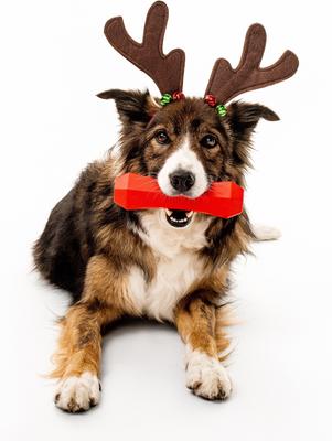 Show full view: Playology Christmas Holiday Gravy Scented Squeaky Chew Stick Dog Toy, Red, Medium slide 3 of 6