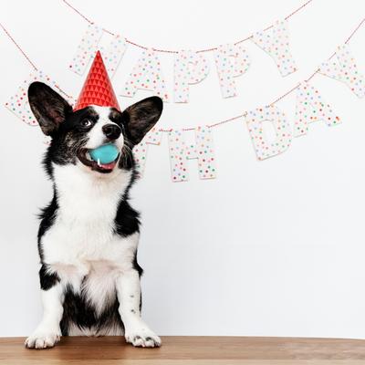 Show full view: Playology Peanut Butter Birthday Cake Squeaky Dog Ball, Blue, Medium slide 3 of 7