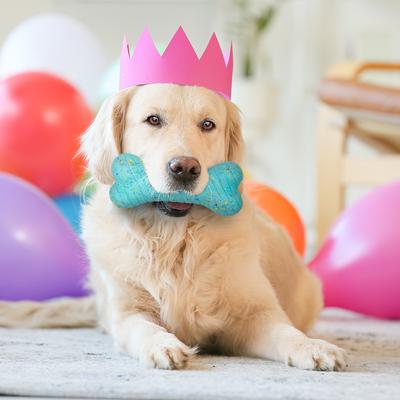 Show full view: Playology Dual Layer Bone Peanut Butter Birthday Cake Tough Dog Chew Toy, Blue, Jumbo slide 3 of 7