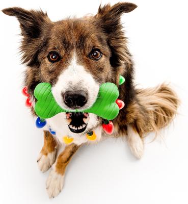Show full view: Playology Christmas Holiday Turkey Scented Dual Layer Bone Dog Toy, Green, Jumbo slide 3 of 7