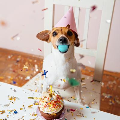 Show full view: Playology Peanut Butter Birthday Cake Squeaky Dog Ball, Blue, Small, 2 count slide 3 of 7