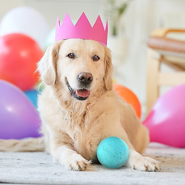 Show full view: Playology Peanut Butter Birthday Cake Squeaky Dog Ball, Blue, Jumbo slide 3 of 7