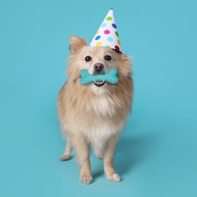 Show full view: Playology Dual Layer Bone Peanut Butter Birthday Cake Tough Dog Chew Toy, Blue, Small slide 3 of 7