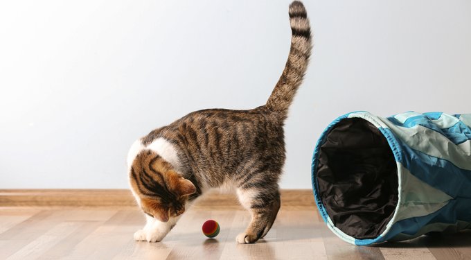 Vital Essentials Chicken Giblets Freeze-Dried Raw Cat Treats