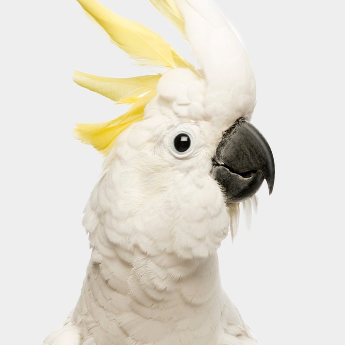 Cockatoo Treats