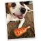 Show in main carousel: Doggijuana Tuffer Chewer Mini Corn Dog Tough Dog Chew Toy slide 6 of 10