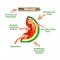Show in main carousel: Doggijuana Tuffer Chewer Mini Watermelon Slice Tough Dog Chew Toy slide 2 of 9